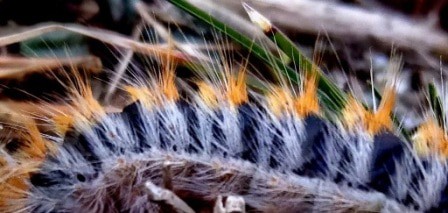 Gros plan sur poils urticants