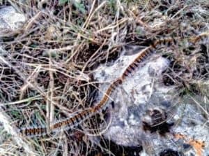 Procession de chenilles