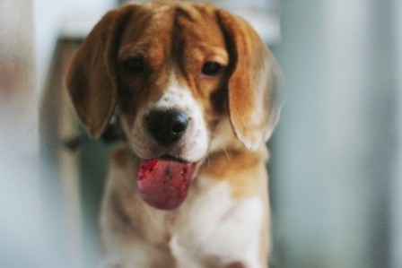 Langue de chien atteint