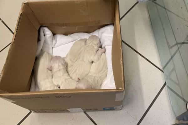 Césarienne de chien