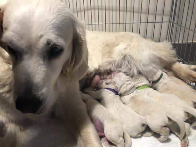 Golden retriever reçue en urgence pour une césarienne au service d'urgences de mermoz Vet Lyon