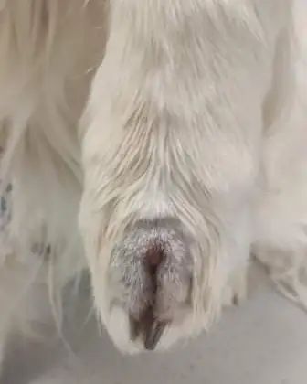 Gros plan sur les doigts d'un chien après retrait d'un épillet