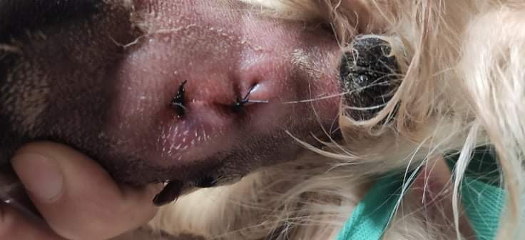 Gros plan sur suture